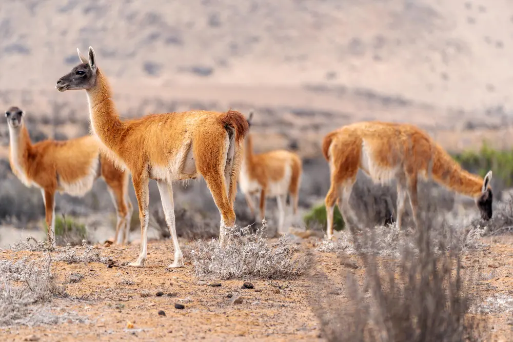 Desert Animals