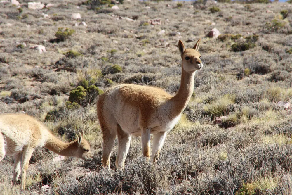 Desert Animals