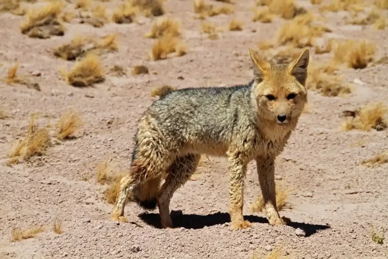 Desert Animals