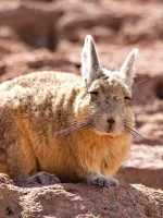 Desert animals